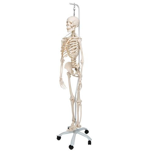 Funktionel og fysiologisk skeletmodel Frank på hængestativ – billede 3