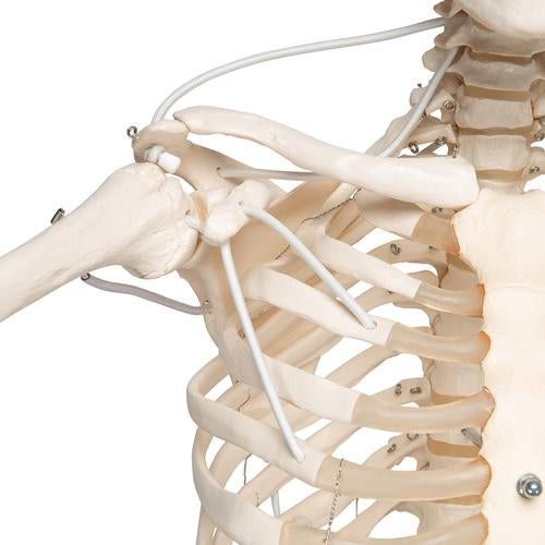 Funktionel og fysiologisk skeletmodel Frank på hængestativ – billede 4