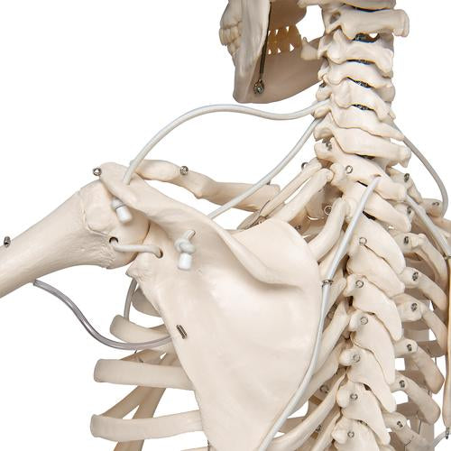 Funktionel og fysiologisk skeletmodel Frank på hængestativ – billede 5