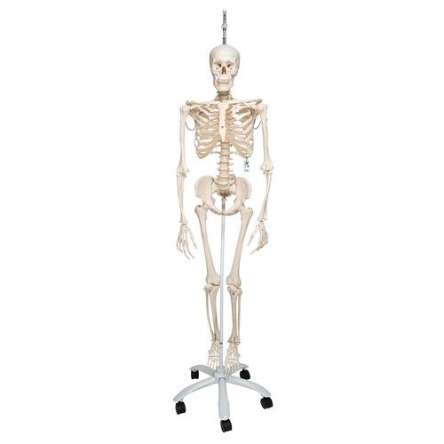 Fysiologisk skeletmodel Phil på hængestativ