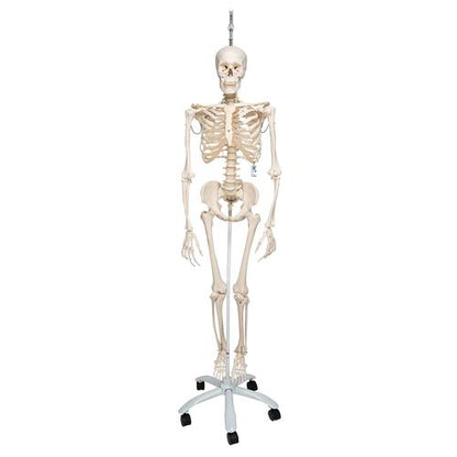 Fysiologisk skeletmodel Phil på hængestativ