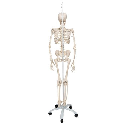 Fysiologisk skeletmodel Phil på hængestativ – billede 3