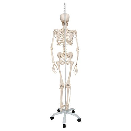 Fysiologisk skeletmodel Phil på hængestativ – billede 3