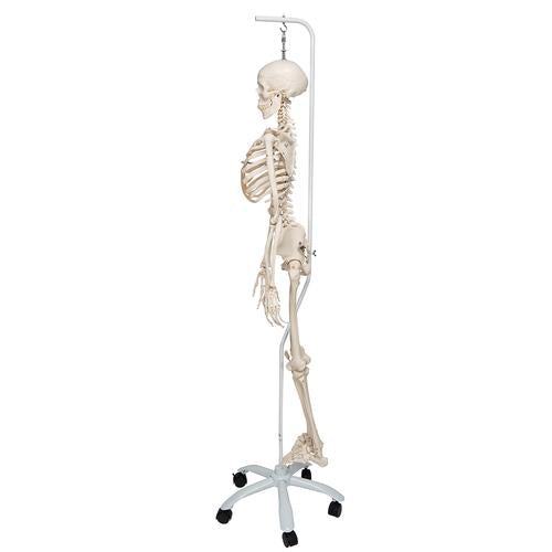 Fysiologisk skeletmodel Phil på hængestativ – billede 4