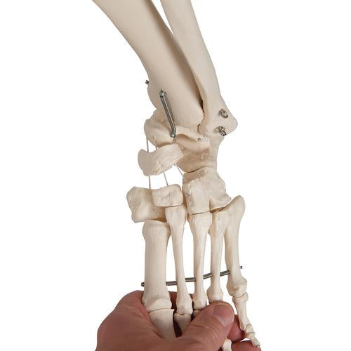 Fysiologisk skeletmodel Phil på hængestativ – billede 5