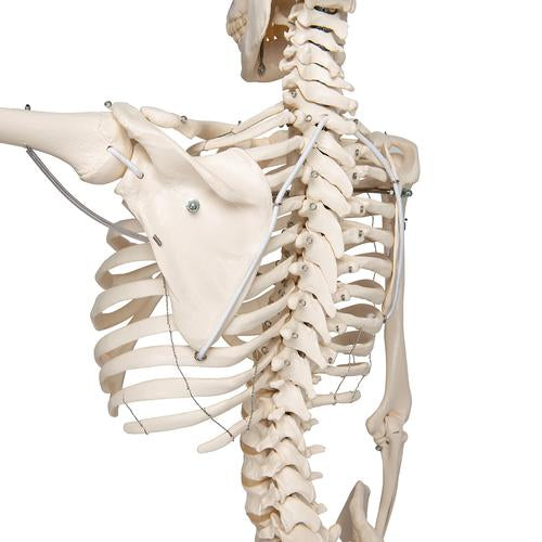 Fysiologisk skeletmodel Phil på hængestativ – billede 6