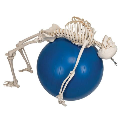 Fysiologisk skeletmodel Phil på hængestativ – billede 7
