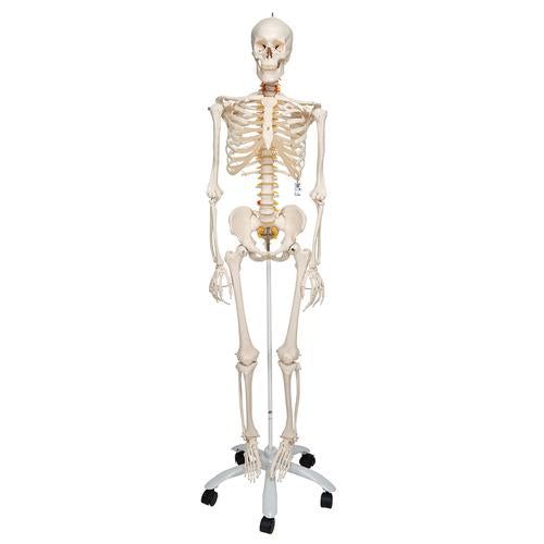 Skelet Flexible Fred
