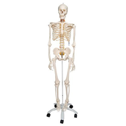 Skelet Flexible Fred