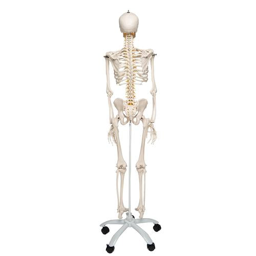 Skelet Flexible Fred