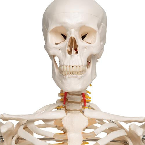 Skelet Flexible Fred