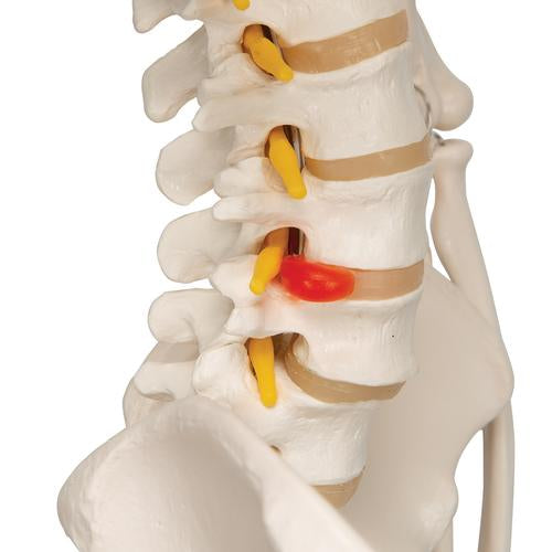 Skelet Flexible Fred