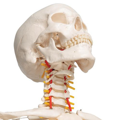 Skelet Flexible Fred