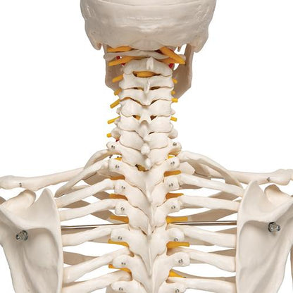 Skelet Flexible Fred