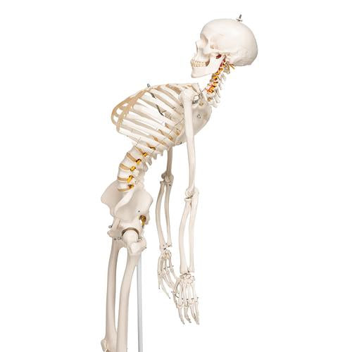 Skelet Flexible Fred