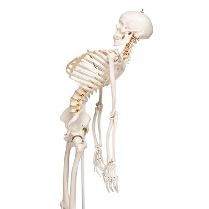 Skelet Flexible Fred