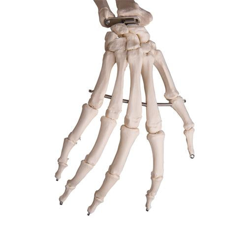 Skelet Flexible Fred