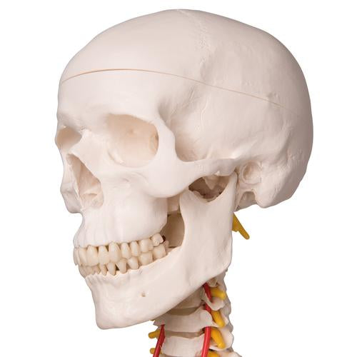 Skelet Flexible Fred
