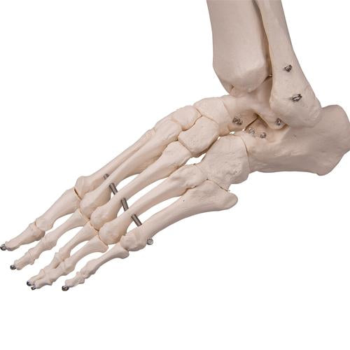 Skelet Flexible Fred