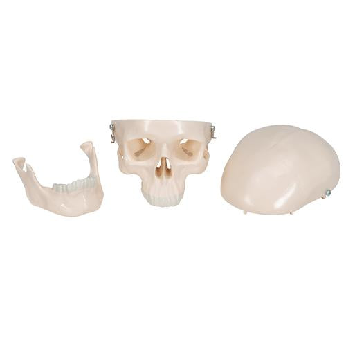 Mini-kraniemodel, 3 dele (kraniekalot, kraniebasis, underkæbe) – billede 6