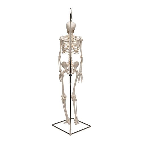 Shorty Mini Skelet 94 cm