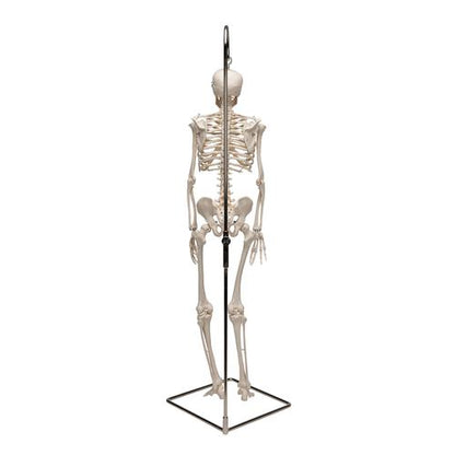Shorty Mini Skelet 94 cm