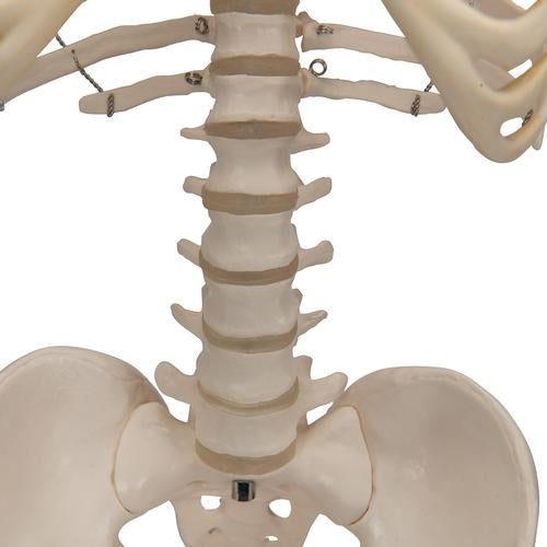 Shorty Mini Skelet 94 cm