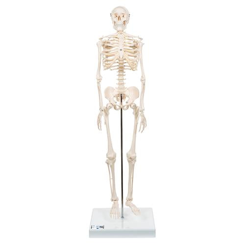 Shorty Mini Skelet 88 cm
