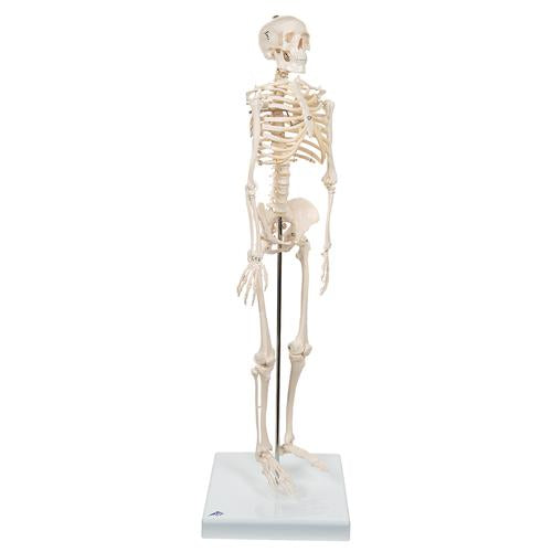 Shorty Mini Skelet 88 cm