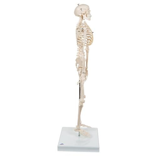 Shorty Mini Skelet 88 cm