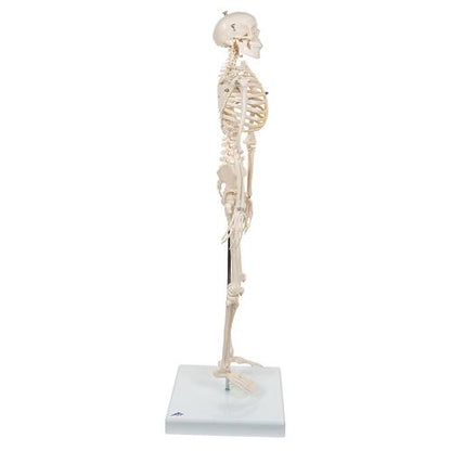 Shorty Mini Skelet 88 cm