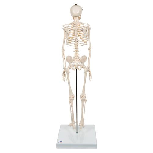Shorty Mini Skelet 88 cm