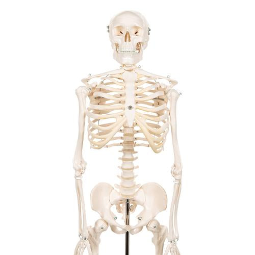 Shorty Mini Skelet 88 cm