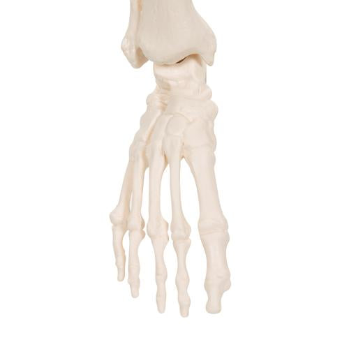 Shorty Mini Skelet 88 cm