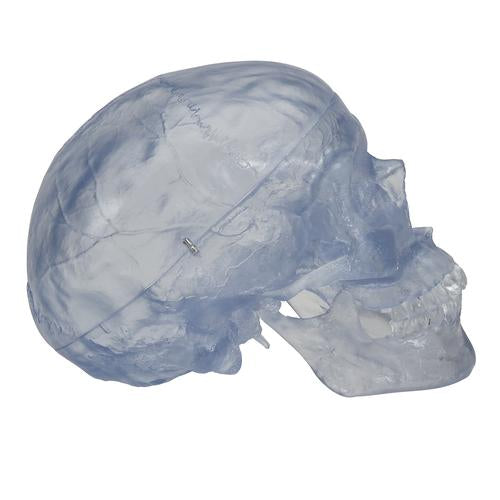 Kraniemodel Classic, transparent, 3 dele – billede 3
