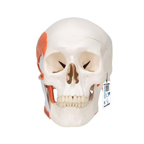 Kraniemodel med kæbeled (TMJ), viser tyggemusklernes funktion, 2 dele