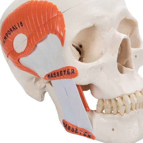 Kraniemodel med kæbeled (TMJ), viser tyggemusklernes funktion, 2 dele – billede 7