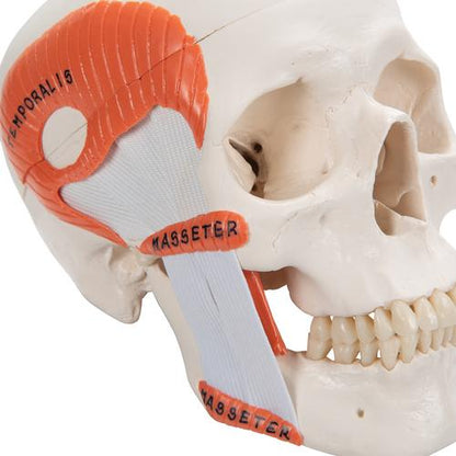 Kraniemodel med kæbeled (TMJ), viser tyggemusklernes funktion, 2 dele – billede 7