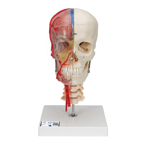 Kraniemodel BONElike, halvt transparent og halvt knogle, med hjerne og hvirvler