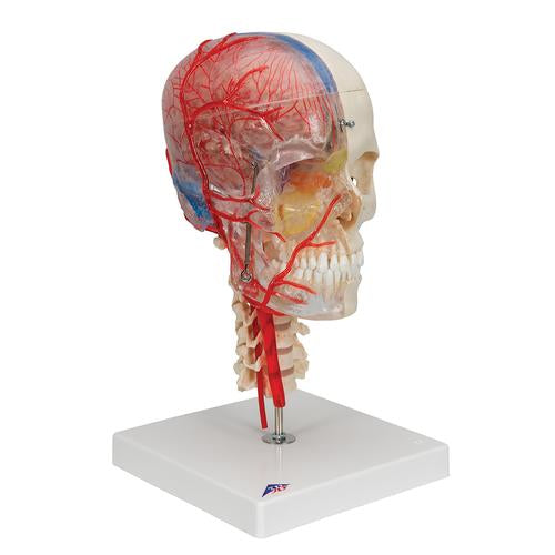 Kraniemodel BONElike, halvt transparent og halvt knogle, med hjerne og hvirvler – billede 2