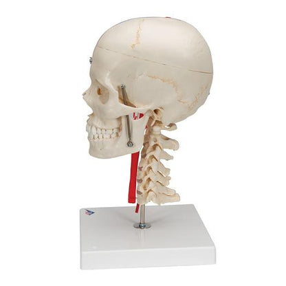Kraniemodel BONElike, halvt transparent og halvt knogle, med hjerne og hvirvler – billede 3