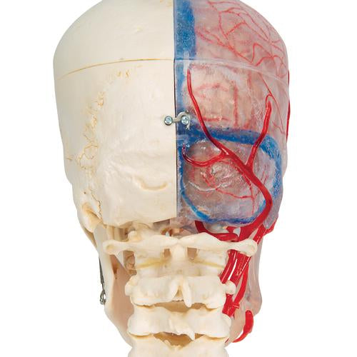 Kraniemodel BONElike, halvt transparent og halvt knogle, med hjerne og hvirvler – billede 6