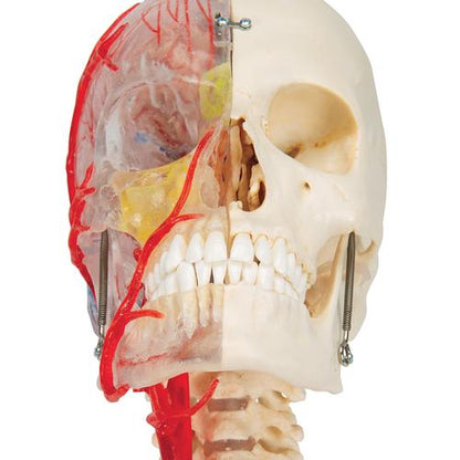Kraniemodel BONElike, halvt transparent og halvt knogle, med hjerne og hvirvler – billede 7