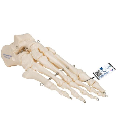 Fodskelet m. wire