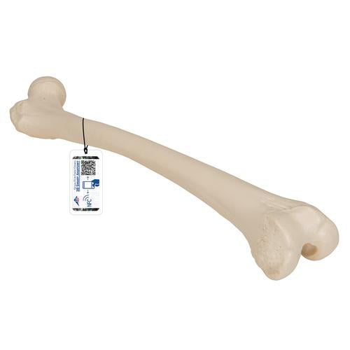 Femur Lårbensknogle