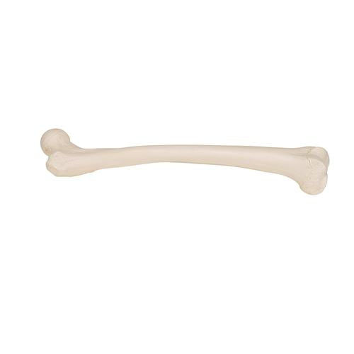 Femur Lårbensknogle
