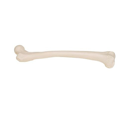 Femur Lårbensknogle