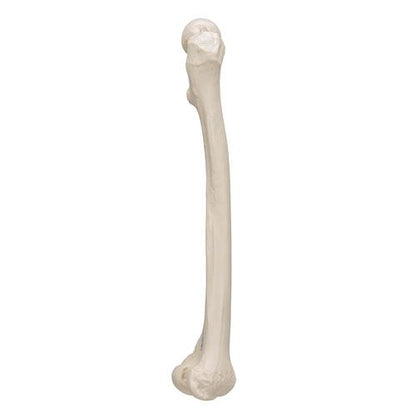 Femur Lårbensknogle