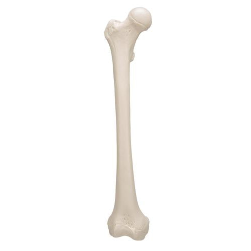 Femur Lårbensknogle