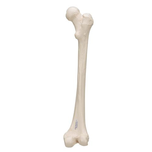 Femur Lårbensknogle